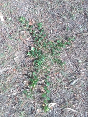 Chamaecrista rotundifolia