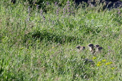 Spermophilus xanthoprymnus