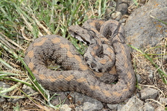 Montivipera raddei