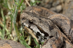 Montivipera raddei