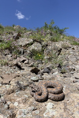 Montivipera raddei