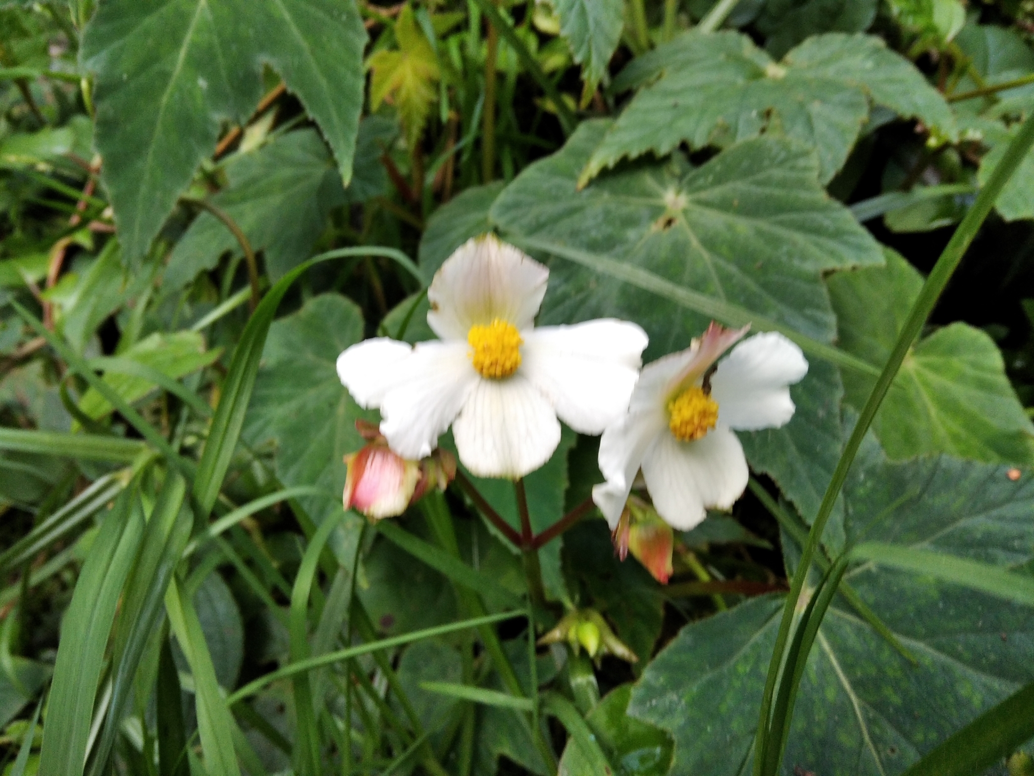Begonia acerifolia image