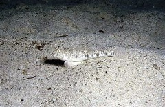 Favonigobius lateralis