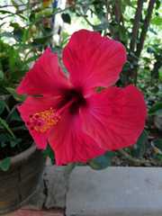 Hibiscus