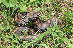 Montivipera raddei