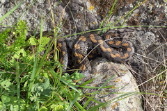 Montivipera raddei