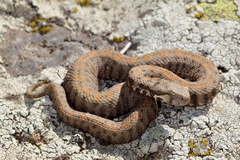 Montivipera raddei