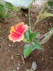 Hibiscus