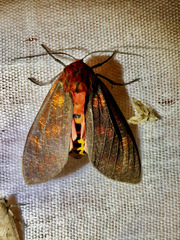 Mazaeras francki