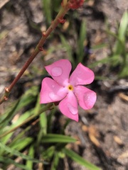 Mandevilla tenuifolia