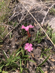 Mandevilla tenuifolia