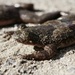 Jungle Toads - Photo (c) Pierre Fidenci, some rights reserved (CC BY-SA)