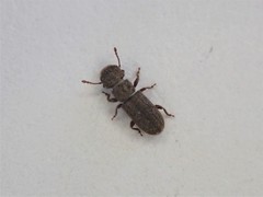 Aralius wollastoni
