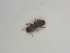 Aralius wollastoni