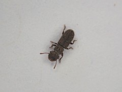 Aralius wollastoni