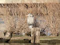Ardea herodias