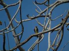 Stelgidopteryx serripennis
