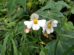 Begonia acerifolia