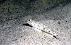 Favonigobius lateralis
