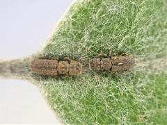 Aralius wollastoni