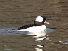 Bucephala albeola