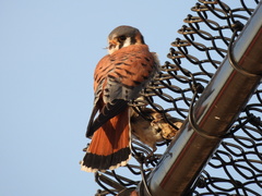 Falco sparverius