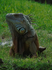 Iguana iguana