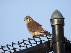 Falco sparverius