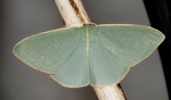 Chlorocoma assimilis