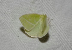 Iulops argocrana