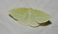 Iulops argocrana