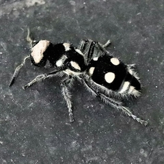 Hoplomutilla insignis