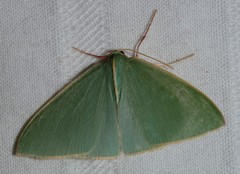 Chlorocoma assimilis