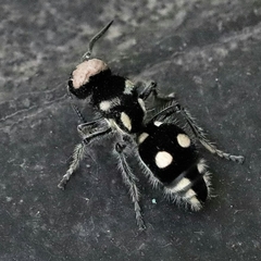 Hoplomutilla insignis