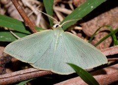 Chlorocoma assimilis