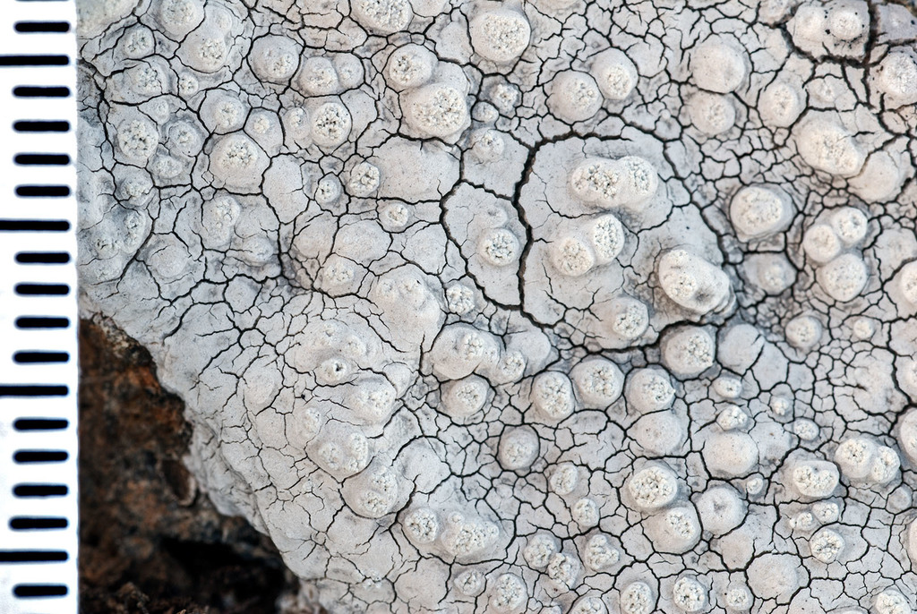 Varicellaria
