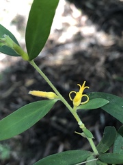 Persoonia mollis nectens