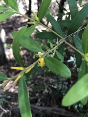 Persoonia mollis nectens