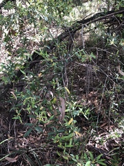 Persoonia mollis nectens