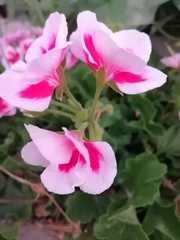 Pelargonium