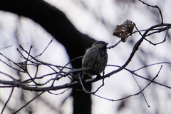 Passer domesticus