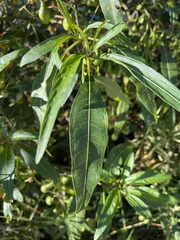 Solanum aviculare