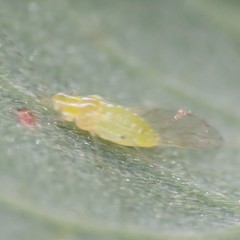Appendiseta robiniae