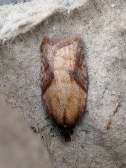 Acleris aspersana