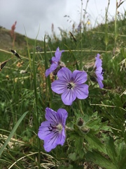 Geranium erianthum