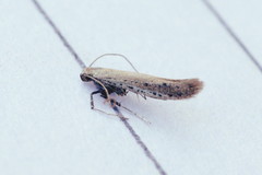 Aspilapteryx tringipennella