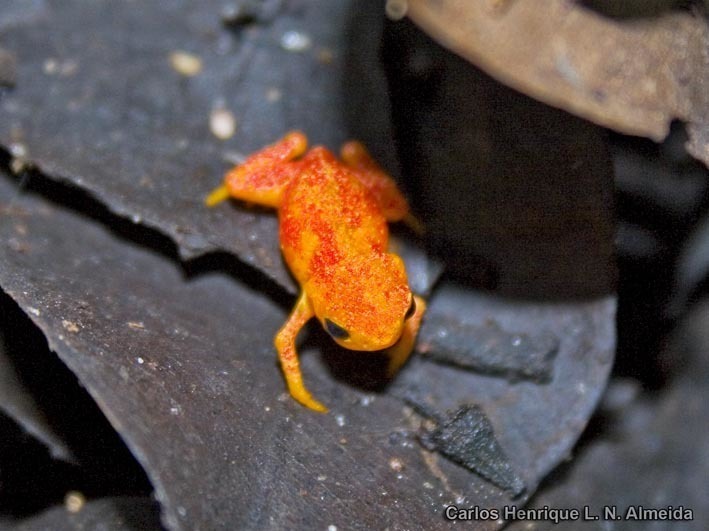 Pumpkin Toadlet