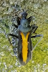 Rasahus flavovittatus