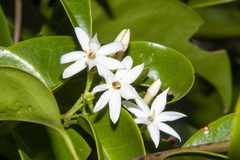 Jasminum simplicifolium