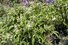 Jasminum simplicifolium